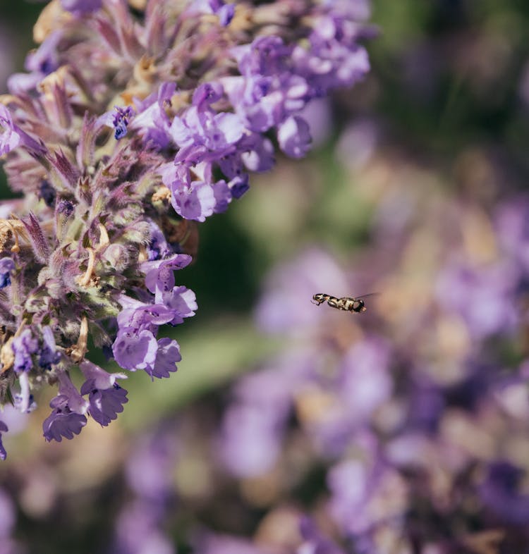 Bee Flying Near Lavender Flowers