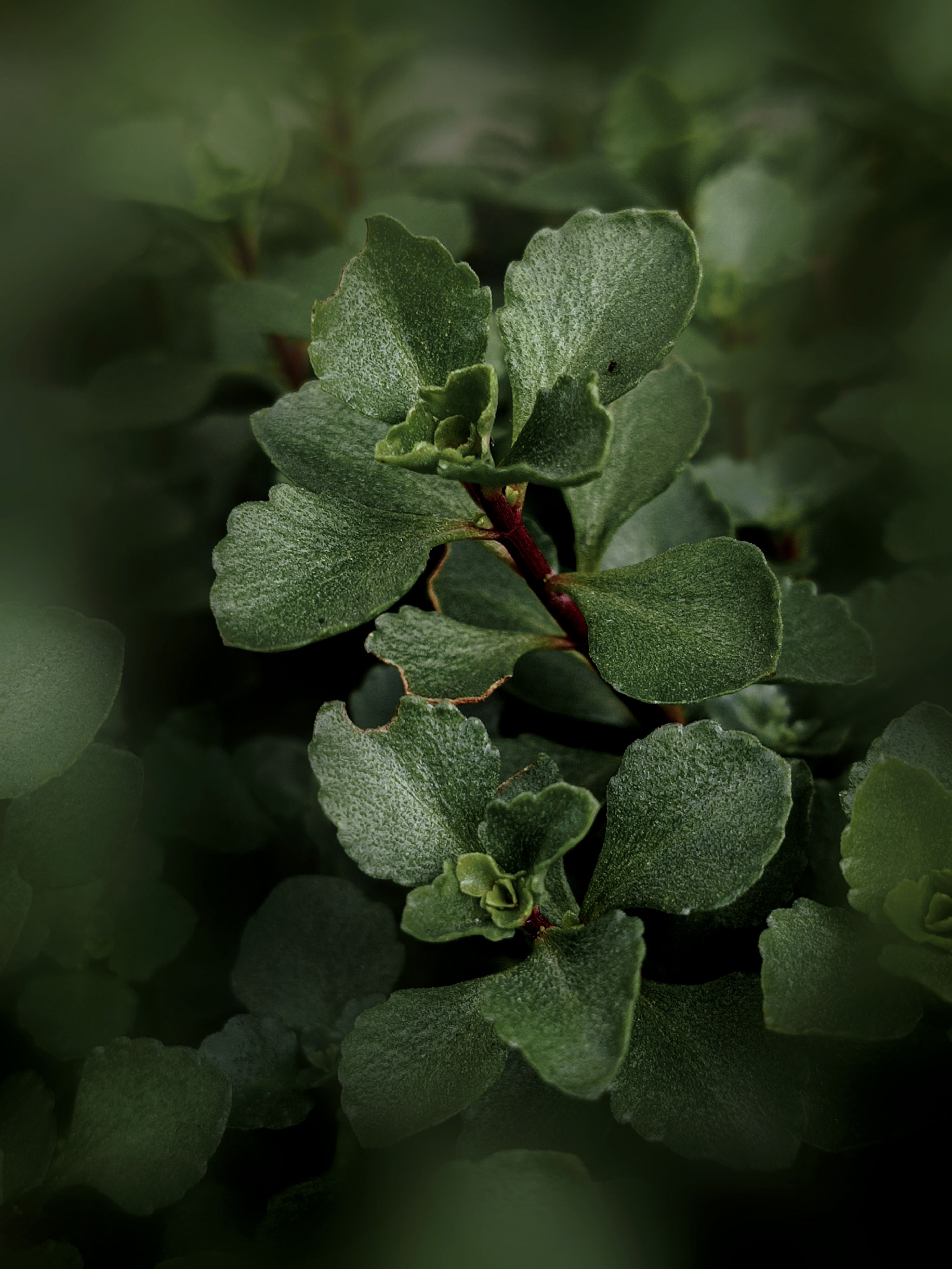 A detailed close-up of vibrant green leaves with a soft focus background, showcasing natural beauty.
