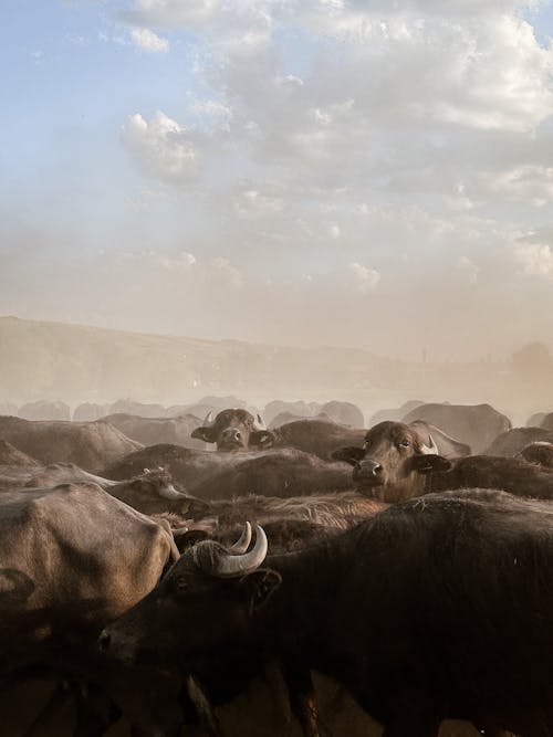 Imagine de stoc gratuită din a închide, animale, animale domestice