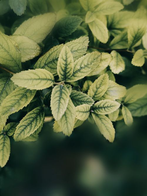 Free Close-up of vibrant green leaves with a soft blurred background captured outdoors. Stock Photo