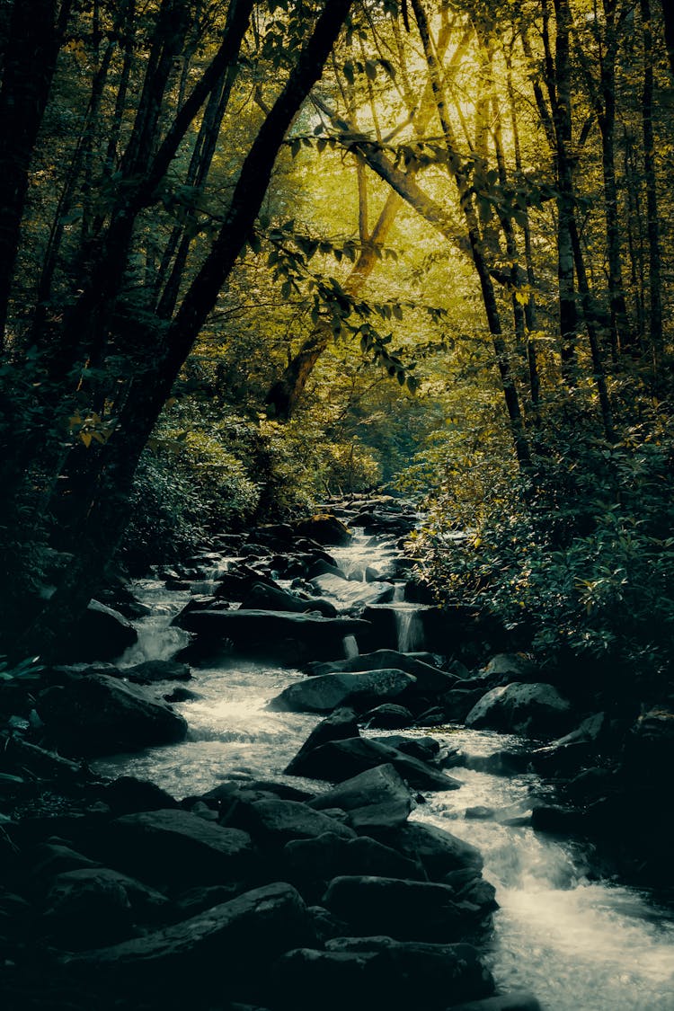 Scenic View Of Stream In The Forest 