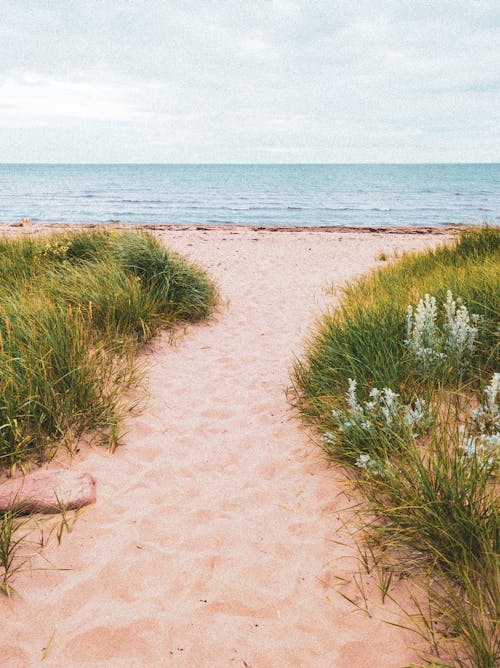 Gratis stockfoto met gras, strand, verticaal schot