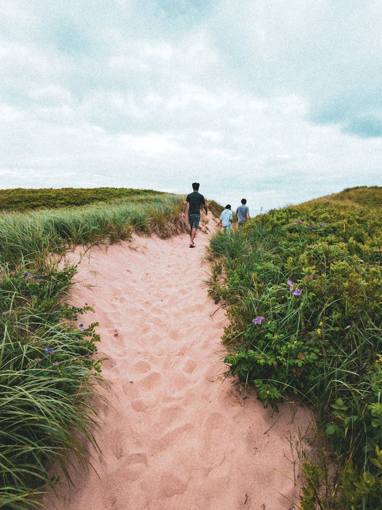 People Walking On A Sand Trail Through Seaside Dunes Covered With Grass