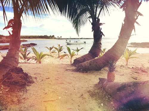 3 кокосовых пальмы возле береговой линии в дневное время