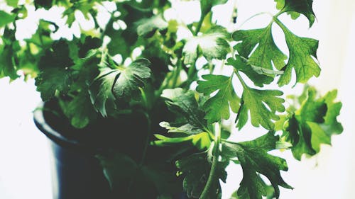 Free Green Leafed Plant Stock Photo