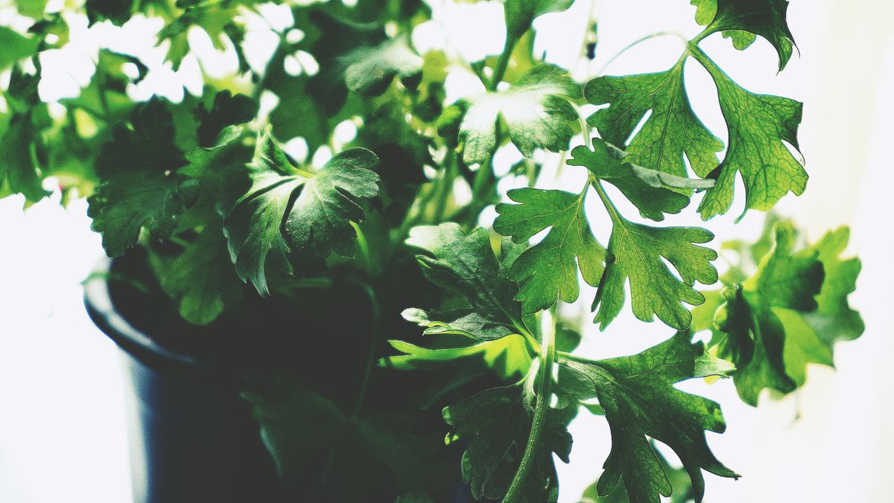 Flat leaf parsley with bright green leaves growing in a pot by a sunny window
