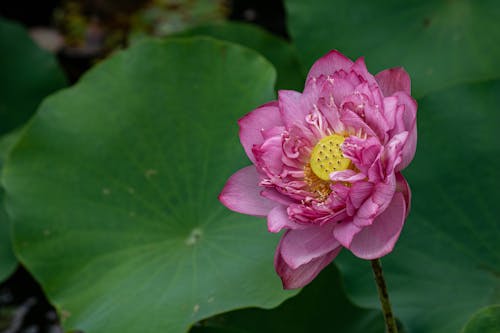 Gratuit Imagine de stoc gratuită din a închide, floare, lotus Fotografie de stoc
