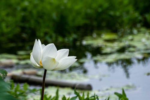 꽃잎, 바탕화면, 식물의 무료 스톡 사진