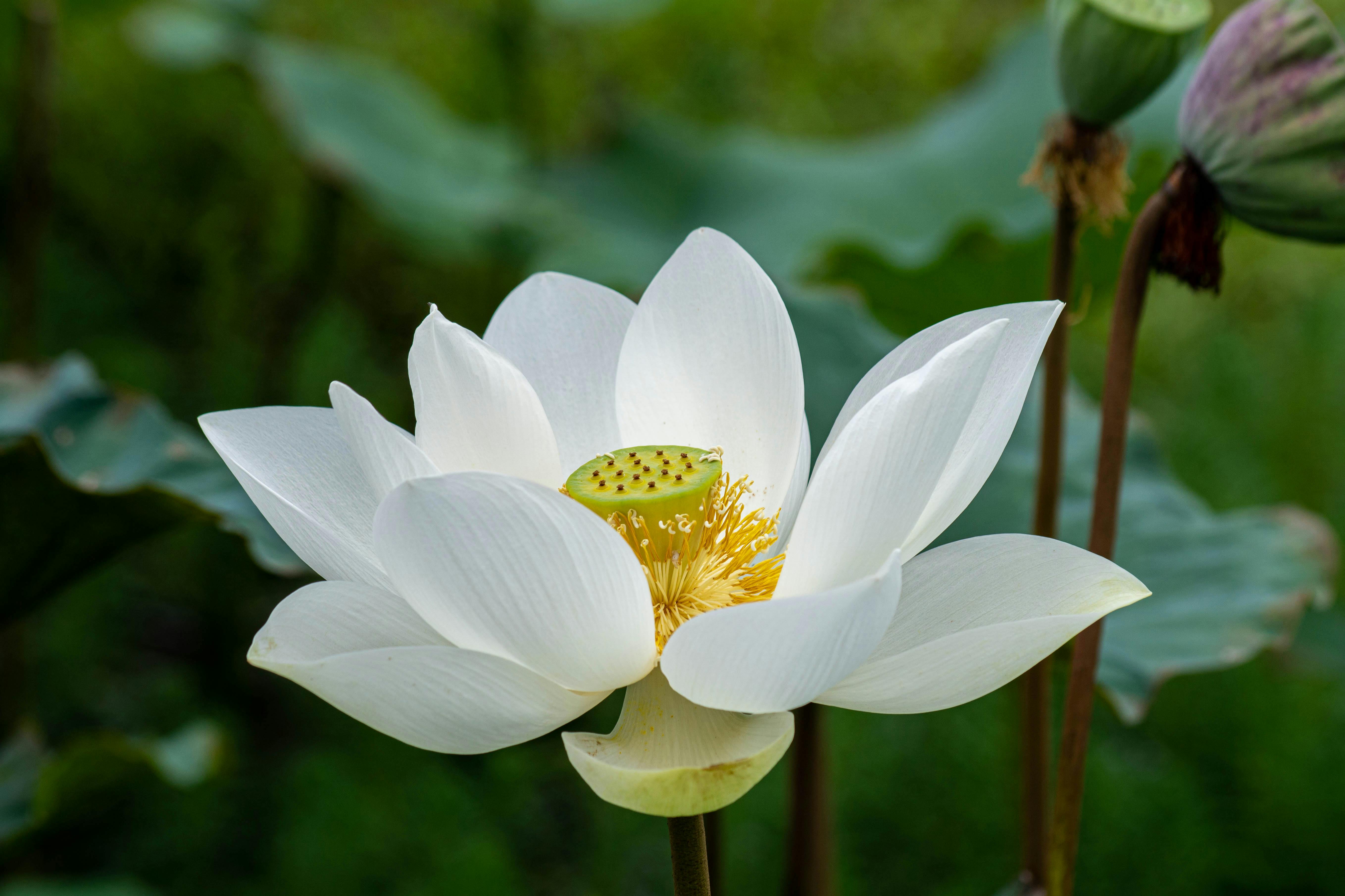 300.000+ melhores imagens de Flor De Lótus Branca · Download 100% grátis ·  Fotos profissionais do Pexels