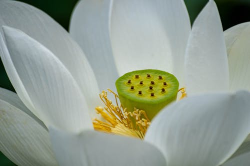 Fotos de stock gratuitas de blanco, botánica, estambres