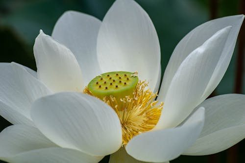 Gratis stockfoto met bloem, bloemblaadjes, detailopname