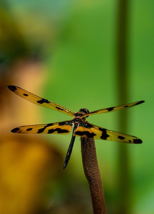 Dragonfly in Close Up