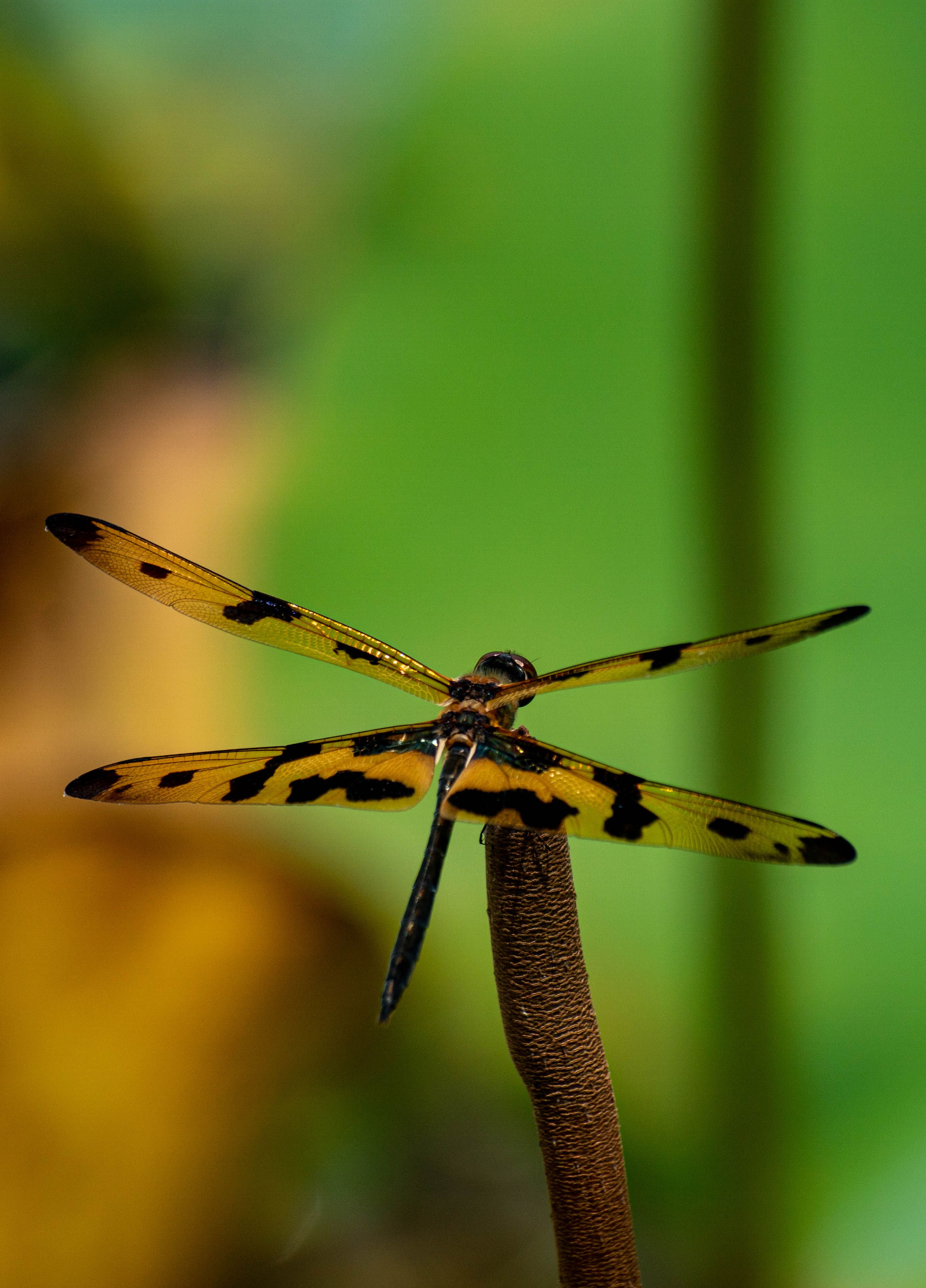 Dragonfly in Close Up · Free Stock Photo