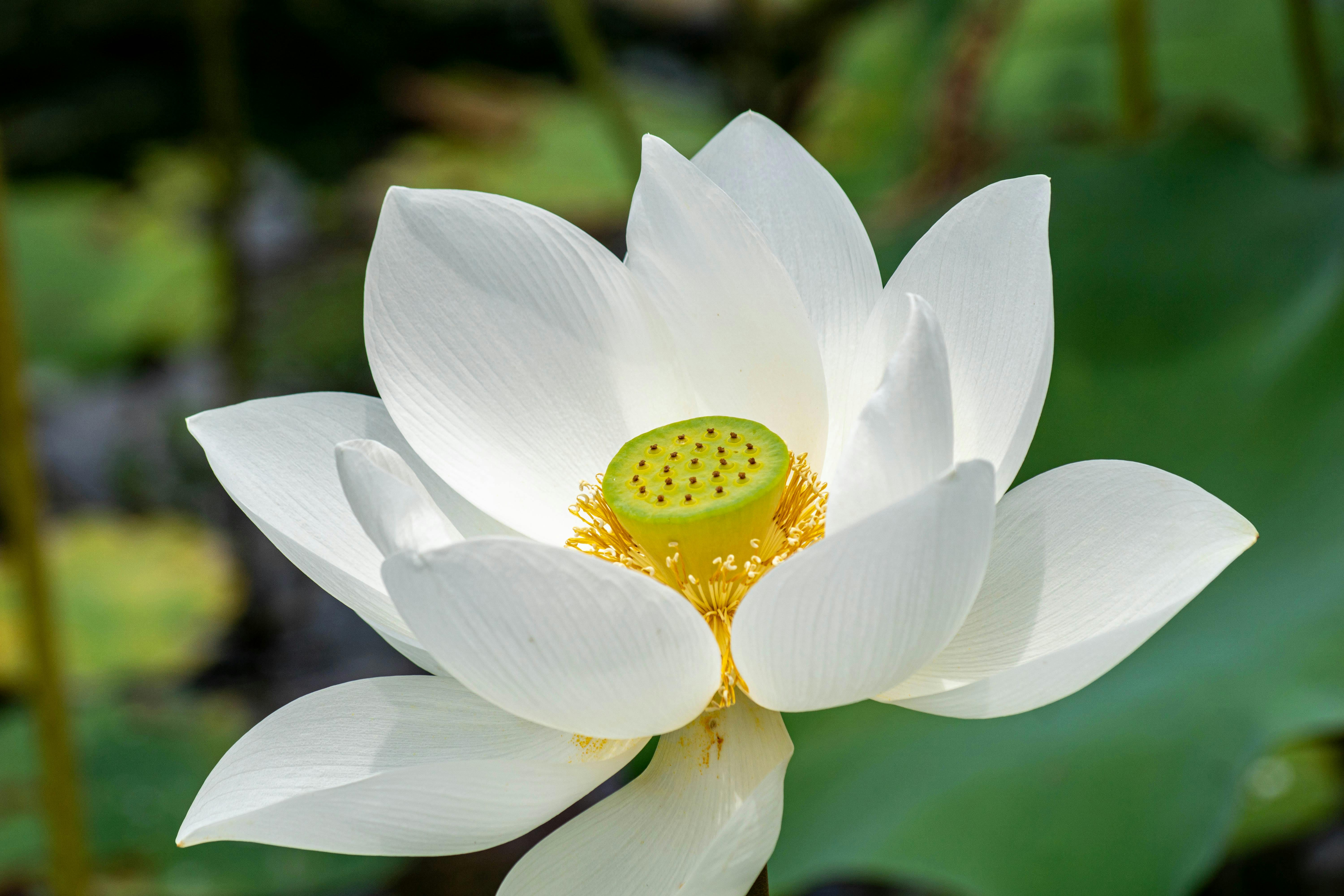 300.000+ melhores imagens de Flor De Lótus Branca · Download 100% grátis ·  Fotos profissionais do Pexels