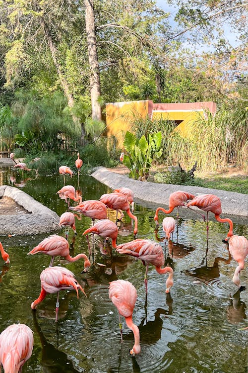 Foto d'estoc gratuïta de animal, flamenc, natura