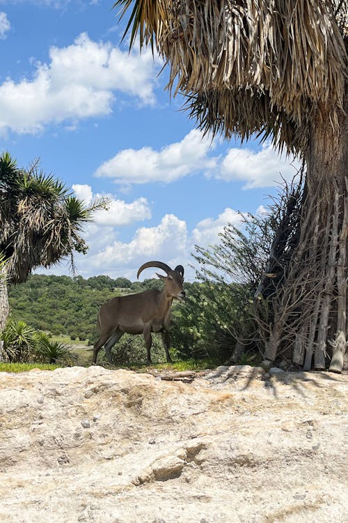 Foto d'estoc gratuïta de animal, animal safari, natura