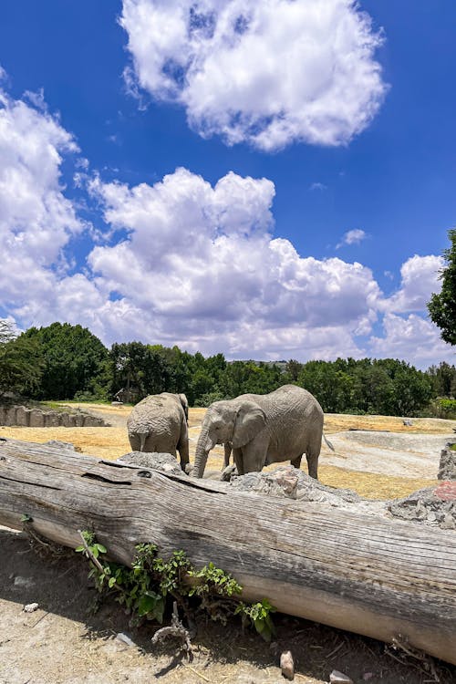 Foto d'estoc gratuïta de animal safari, aparells electrònics, natura