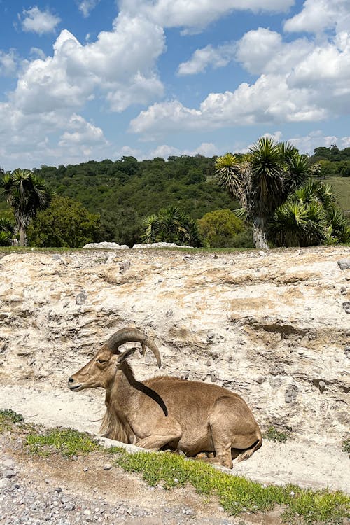 Foto d'estoc gratuïta de animals de la natura, natura, safari animals