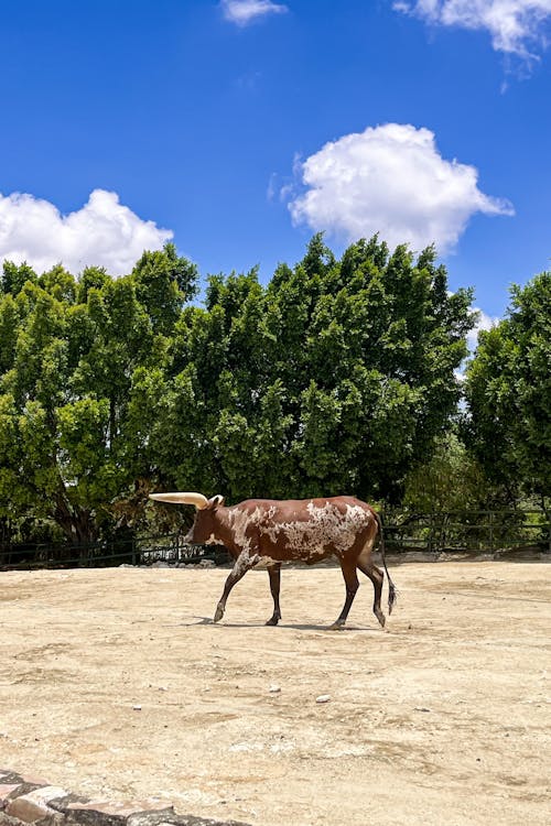 Foto d'estoc gratuïta de animal safari, animals de la natura