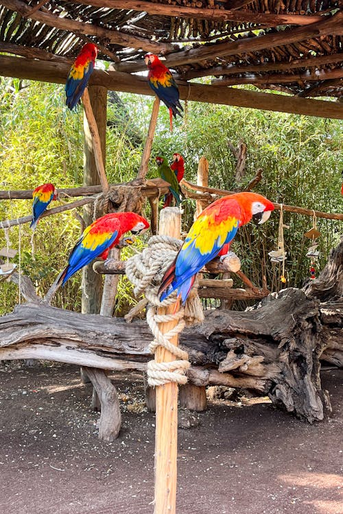 Foto d'estoc gratuïta de animals de la natura, guacamai escarlata