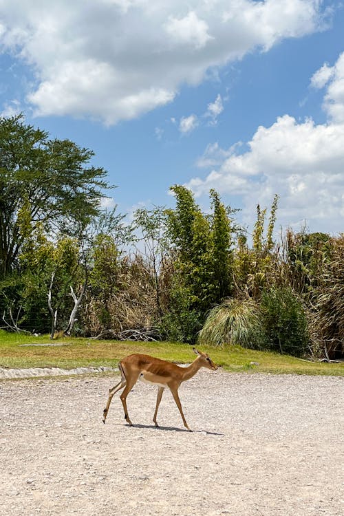 Foto d'estoc gratuïta de animal, natura