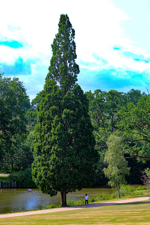 Безкоштовне стокове фото на тему «дерево, парк дюнорлан»