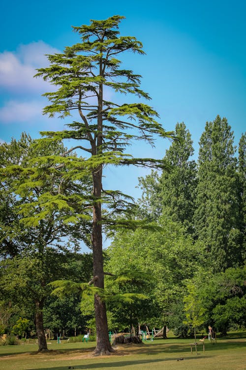 Darmowe zdjęcie z galerii z drzewo iglaste, miejski, park