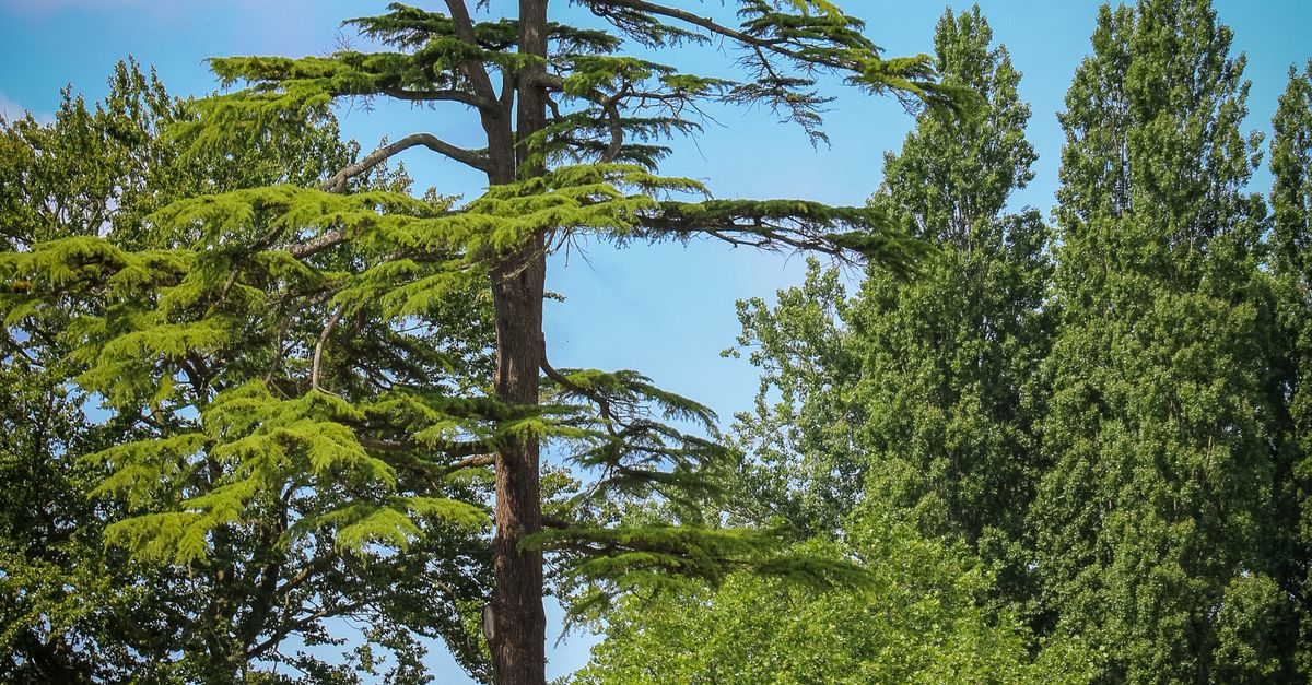 A High Tree High Tree in Urban Park · Free Stock Photo