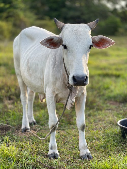Fotobanka s bezplatnými fotkami na tému biela krava, dedinský, farma