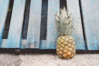 菠萝靠在一个蓝色木托盘上，放在户外地上拍摄