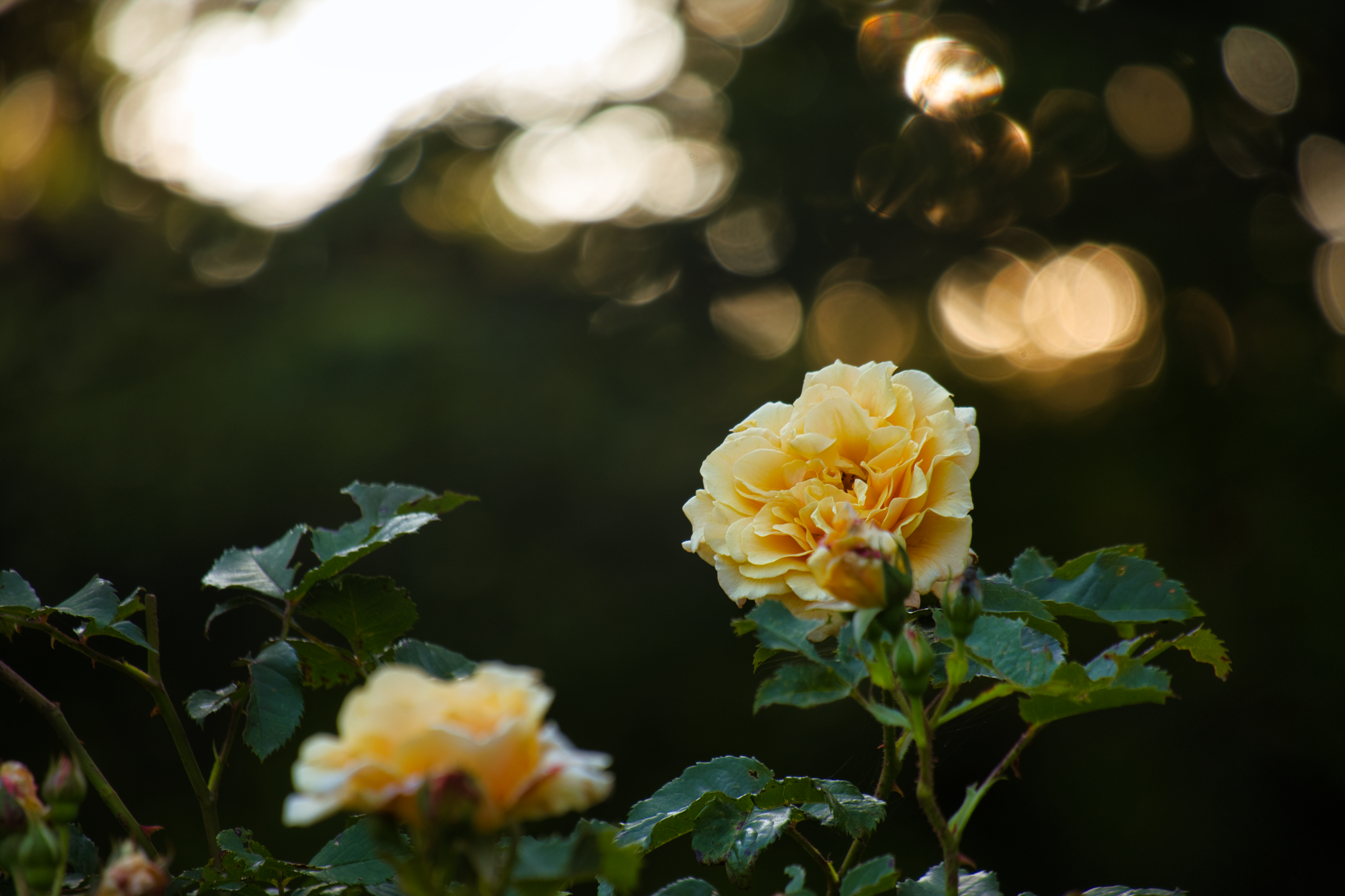 Close-up of golden roses blooming against a backdrop of sunlight and greenery.