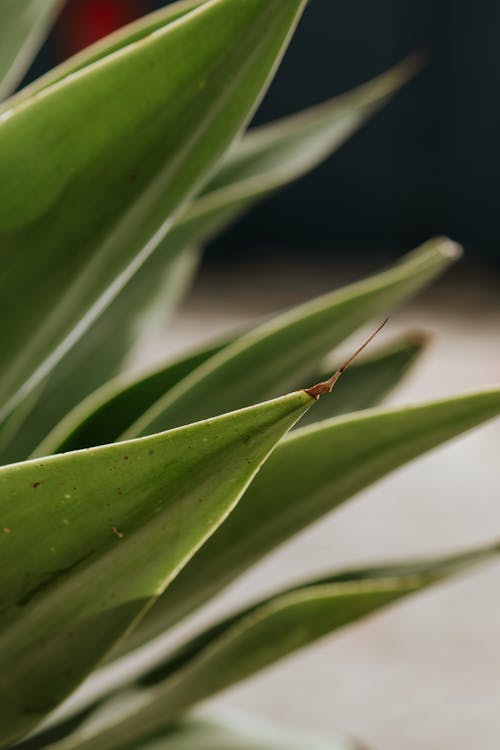 Gratis lagerfoto af Agave, blad, plante