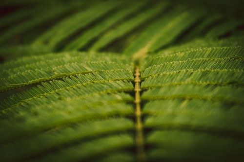 Free A detailed close-up of green fern leaves highlighting their natural pattern and freshness. Stock Photo