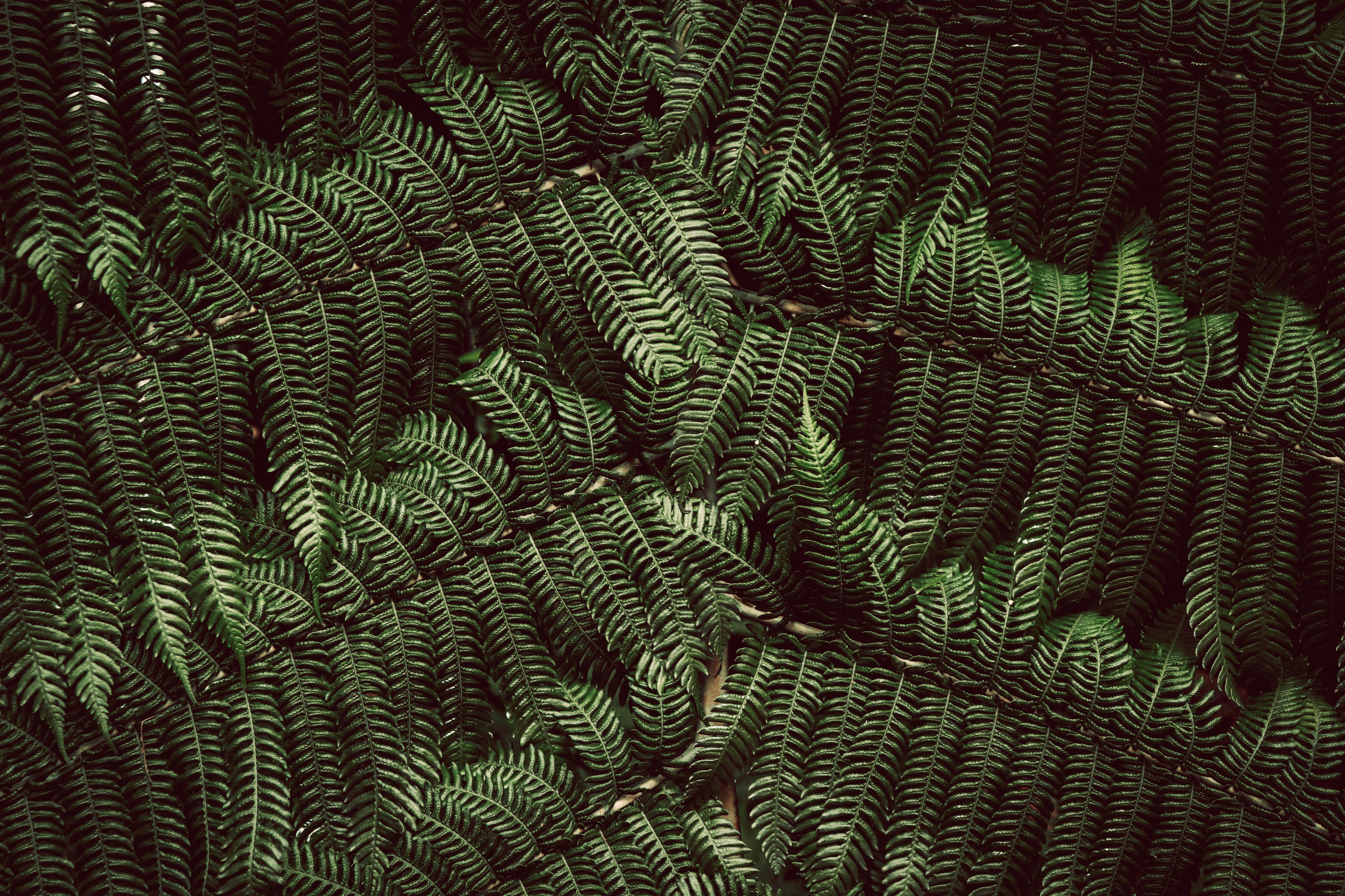 Gratis Fotos de stock gratuitas de @al aire libre, anatomia vegetal, botánica Foto de stock