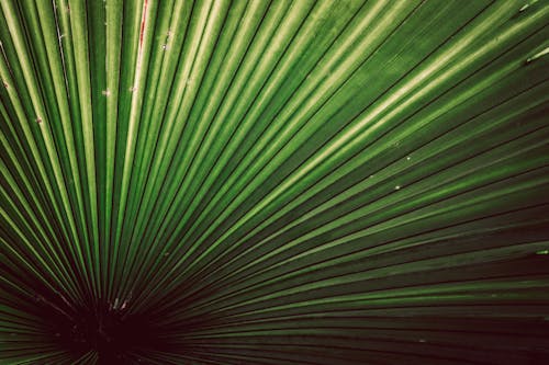 Close up of Green Leaf