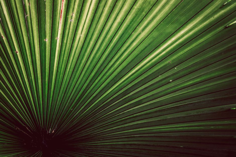 Detailed close-up of a vibrant green palm leaf, showcasing its radial pattern and natural beauty.