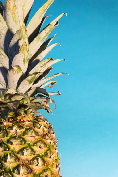 Close Up Foto Van Ananas Fruit Tegen Blauwe Hemel