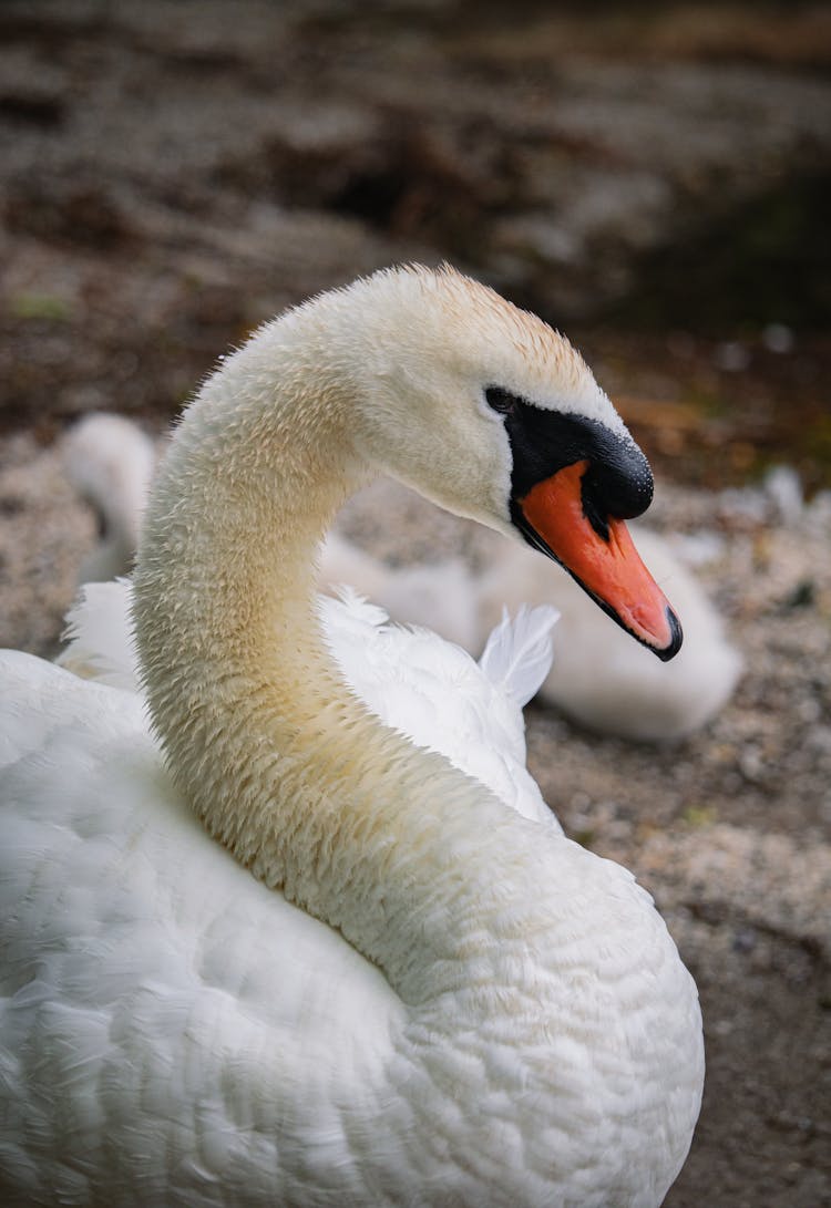 Head Of White Swan