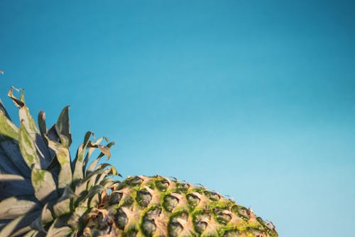 Gratis lagerfoto af ananas, blå, blade