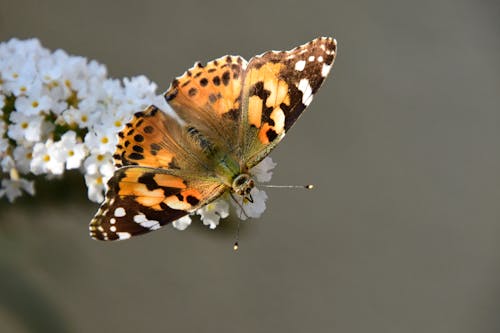 Foto profissional grátis de borboleta, fechar-se, flor