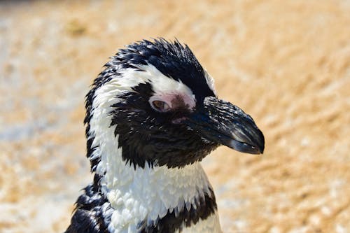 Gratis lagerfoto af afrikansk pingvin, dyrefotografering, fjer Lagerfoto