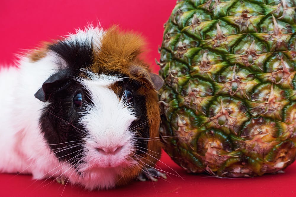 A guinea pig beside a pineapple fruit. | Photo: Pexels
