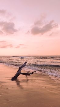 A tranquil beach scene with driftwood at sunset, capturing the serene beauty of the ocean.