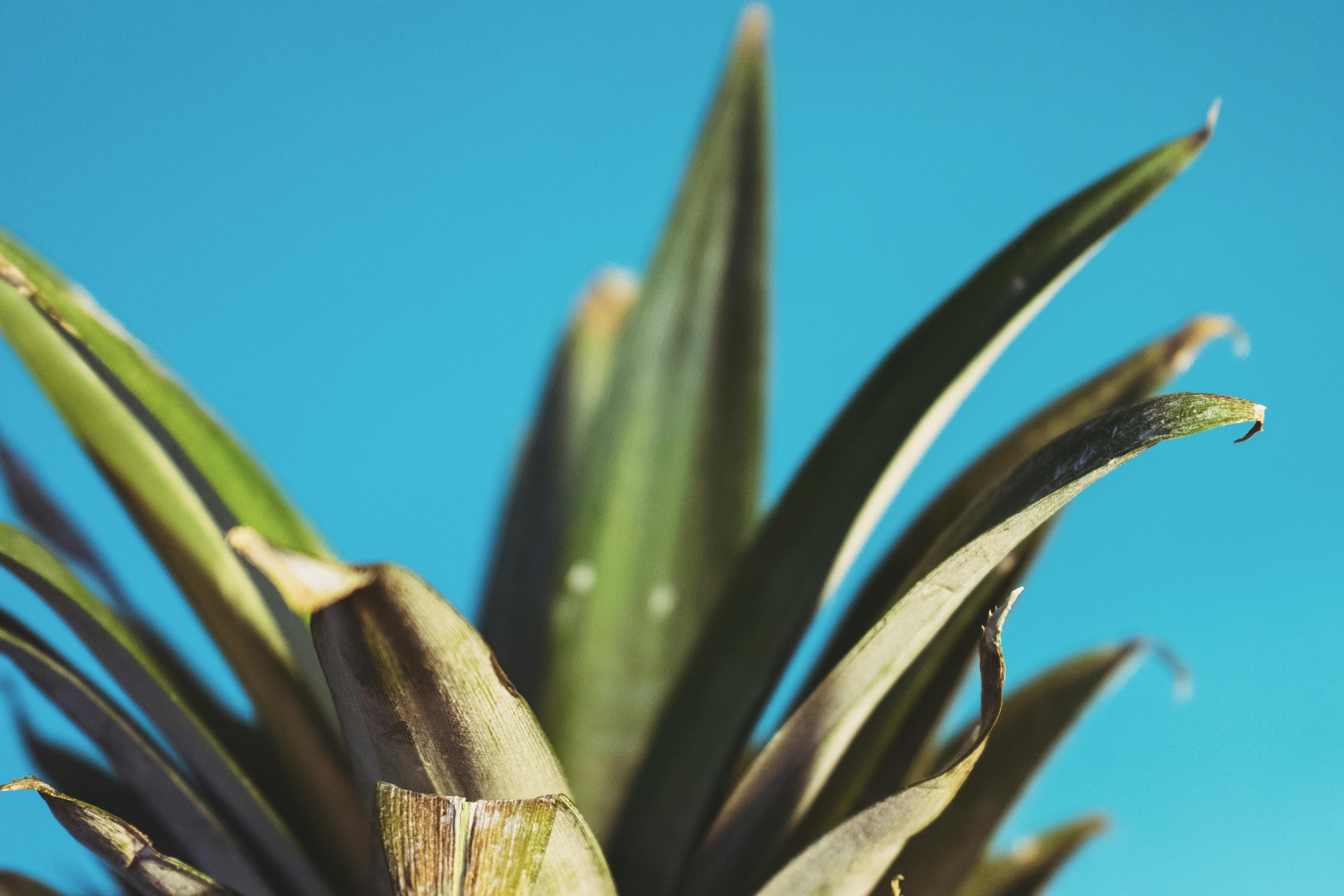 Close-up of pineapple leaves with a bright blue sky background, showcasing natural texture and vibrant colors.