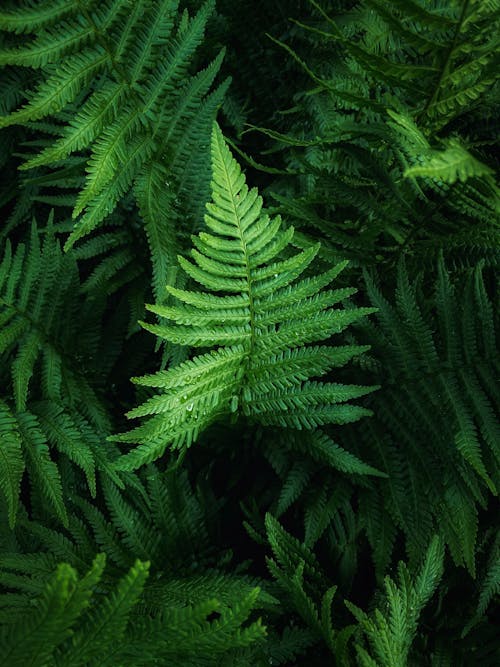 Close-up of Green Fern Leaves 