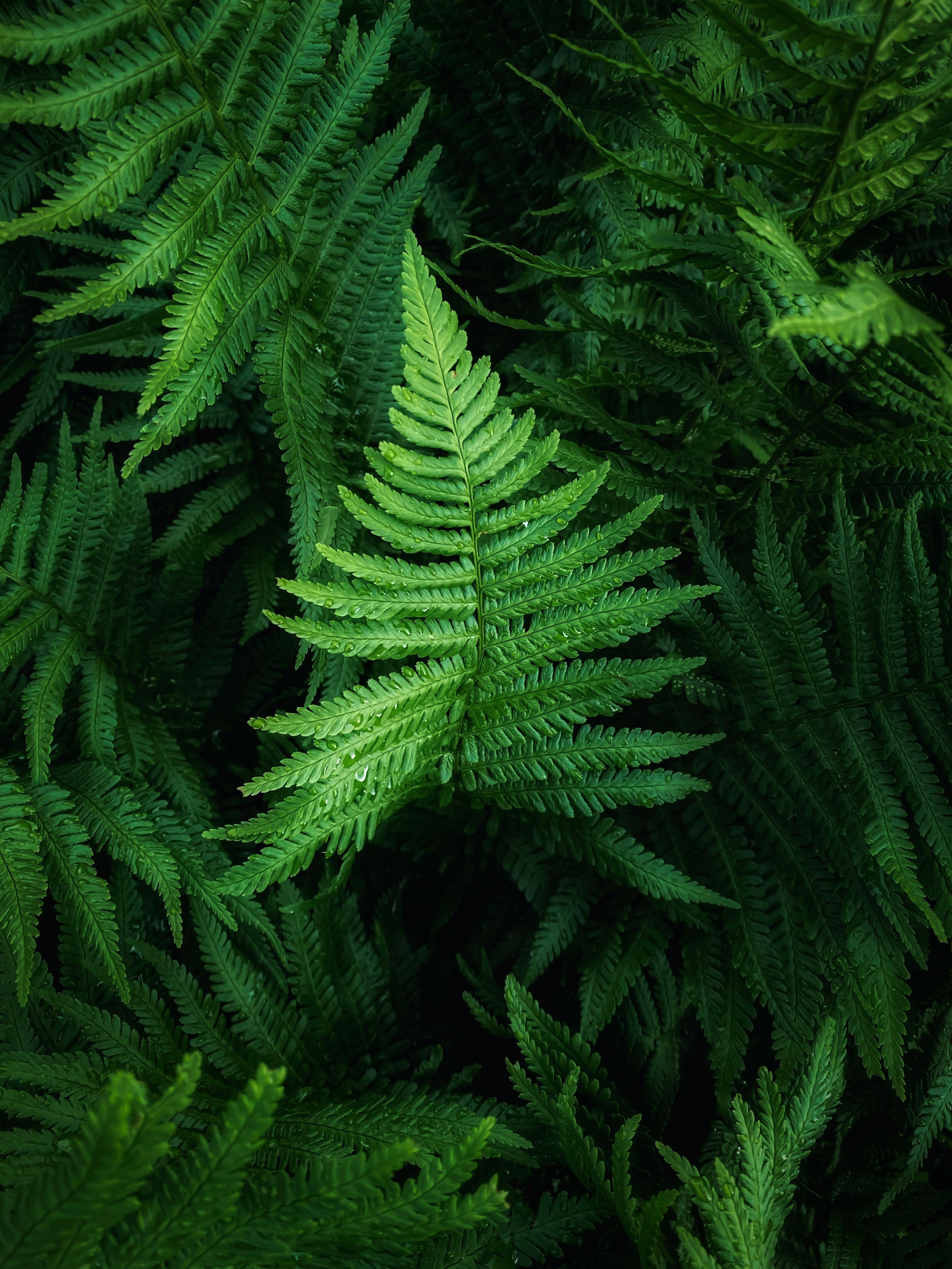 Close-Up of Green Leaves · Free Stock Photo