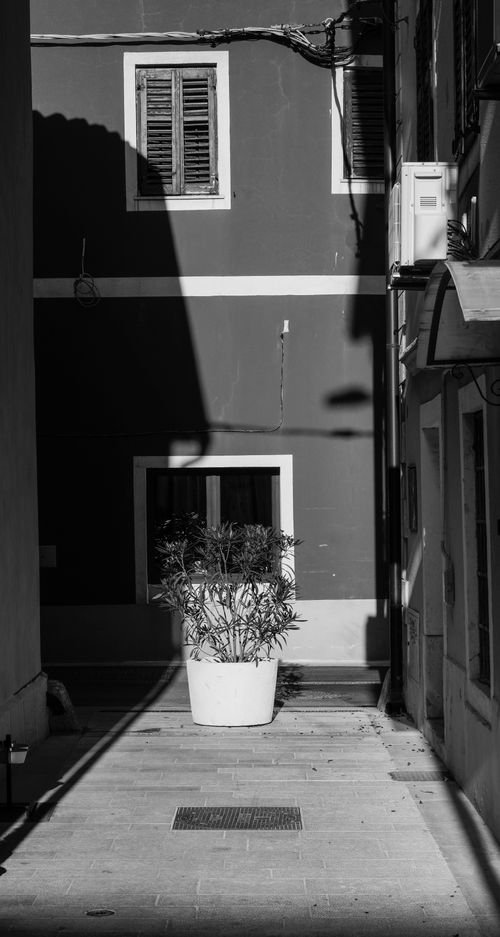 Free A serene black and white alleyway showcasing a potted plant with dramatic shadows and architectural details. Stock Photo