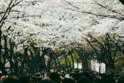 Gratis lagerfoto af blomster, fjeder, folk