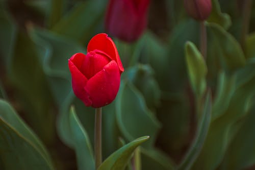 A single red tulip is in the middle of a green field