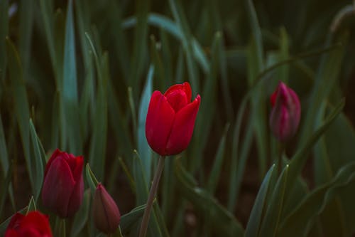 A red tulip in the middle of a green field